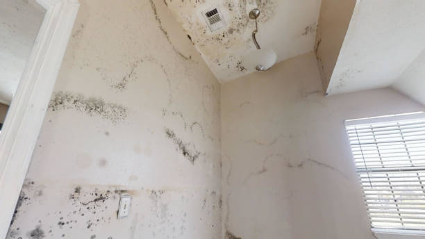 Best Biohazard Mold Removal  in Haworth, NJ