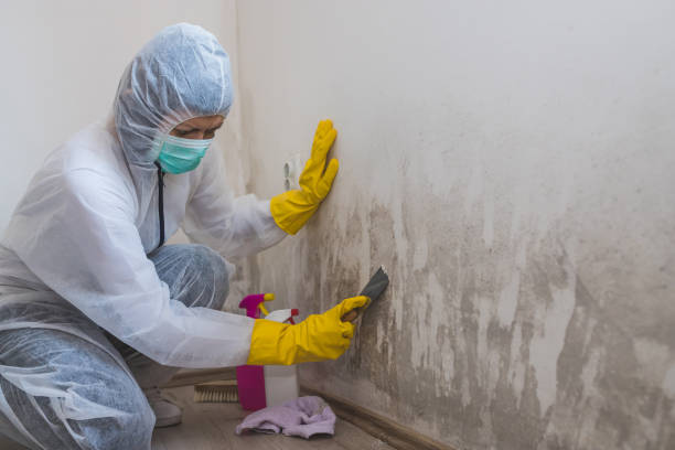 Mold Documentation for Insurance Claims in Haworth, NJ