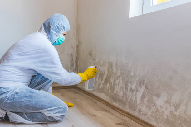 Best Mold Remediation for Vacation Homes  in Haworth, NJ