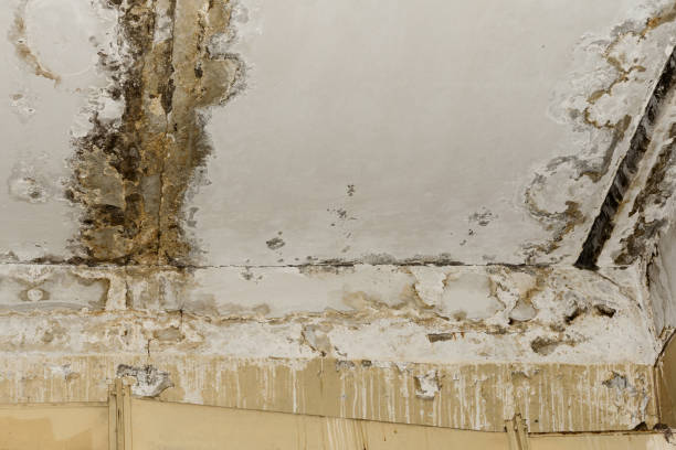 Best Industrial Mold Remediation  in Haworth, NJ
