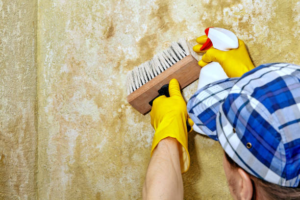 Best Basement Mold Removal  in Haworth, NJ