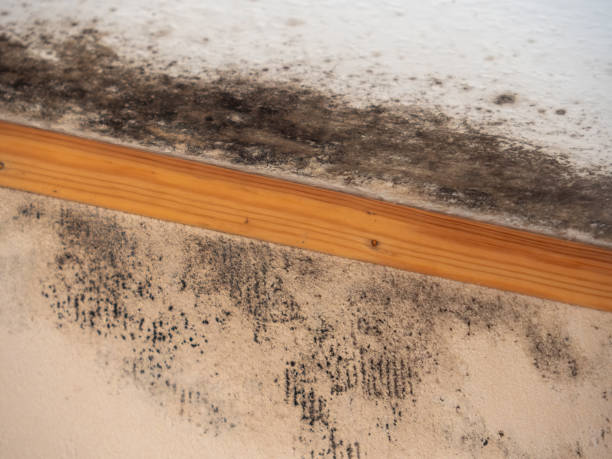  Haworth, NJ Mold Removal Pros