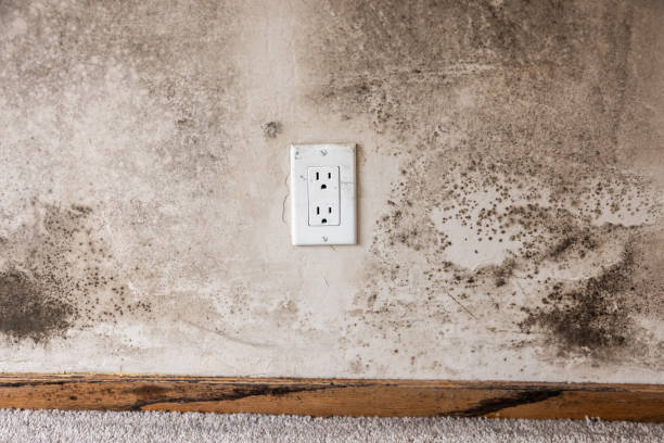 Best Industrial Mold Remediation  in Haworth, NJ