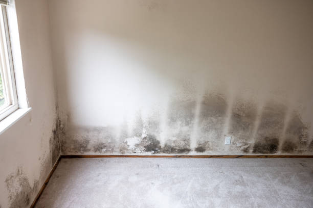 Best HVAC Mold Inspection and Cleaning  in Haworth, NJ