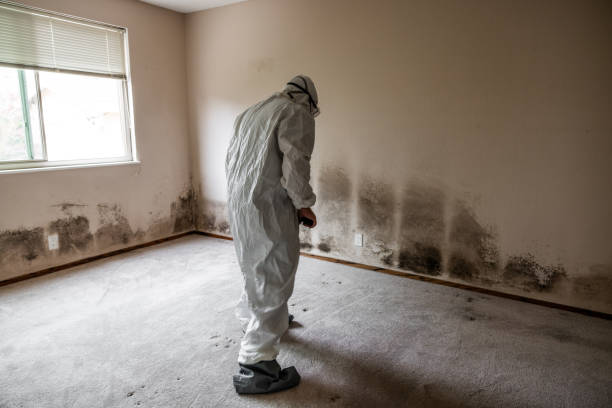 Haworth, NJ Mold Removal Company